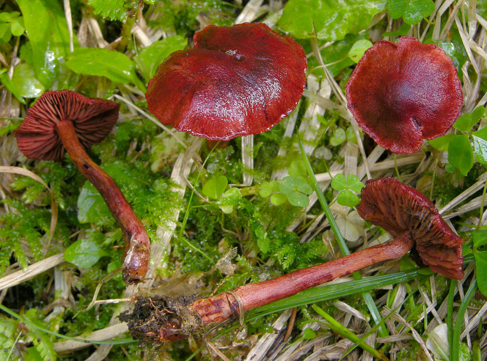 Vediamo quanto  facile...